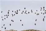 Flock of Lapwing