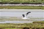 Great black backed gull taking off