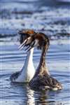 Great crested grebe pair head shaking