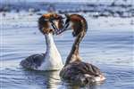 Great crested grebe pair head shaking