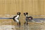 Great Crested Grebe weed dance
