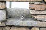 House sparrow, Skara Brae