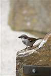 House sparrow, Skara Brae