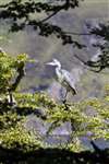immature Grey Heron in heronry tree alert