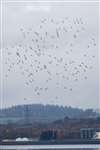 Golden plover flock, Firth of Forth