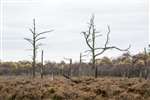 Wester Moss dead trees