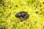Common frog, Wester Moss