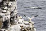 Gannets on Noup Head, Westray