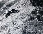 Golden Eagle - return to the eyrie 1955