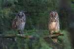 Long-eared Owl chick with adult