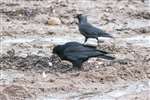 Rook and Jackdaw, Great Cumbrae