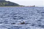 Common dolphin and a Harbour porpoise, Firth of Clyde