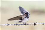 Barn Swallow, Great Cumbrae