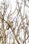 Tree Sparrow, Perth and Kinross