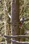 Great spotted woodpecker, Langholm Moor