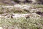 Golden plover and chick, Yell