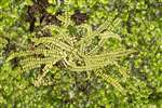 Common Spleenwort or Maidenhair Spleenwort