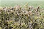 Flailed hedge, Carse of Forth