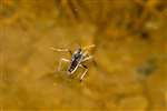 Water Cricket, Beecraigs Country Park