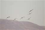 Greenland White-fronted Geese flying near Loch Lomond