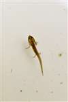 Smooth newt larva