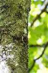 Juvenile Treecreeper, Loch Lomond