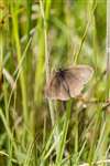 Ringlet butterfly, RSPB Loch Lomond