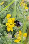 Red-tailed bumblebee on Bird's Foot Trefoil