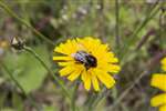 Red-tailed bumblebee on Hawkweed