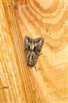 Dark Arches moth