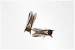 Lesser Swallow Prominent moths