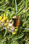 Moss Carder Bumblebee on Kidney Vetch