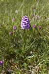 Common Spotted Orchid on Vatersay, Bhatarsaigh, Barra, Barraigh