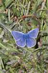 Common Blue butterfly, Vatersay, Bhatarsaigh, Barra, Barraigh