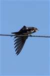 Swallow on wire, Millport
