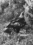 C E Palmar - Hen Golden Eagle with rowan spray and prey
