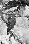 C E Palmar - Full-grown young Golden Eagle perching on tree