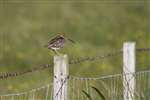 Common Snipe, South Uist