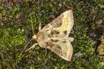 Burnished Brass moth, Kennetpans bioblitz 2016