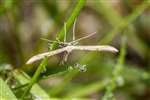 Common plume moth, Kennetpans bioblitz 2016