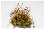 Bonfire moss or Common cord moss, Kennetpans bioblitz 2016