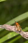 Common red soldier beetle, Kennetpans bioblitz 2016