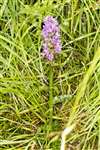 Common spotted orchid, Kennetpans bioblitz 2016