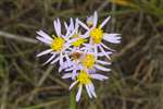 Sea Aster, Skinflats