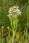Sea Aster, Skinflats
