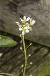 Common Scurvy grass, Skinflats