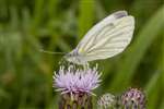 Green-veined White butterfly on Creeping thistle, Skinflats
