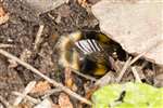 Buff-tailed Bumblebee hiding