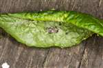 Ladybird larva on leaf