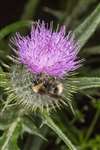 Buff-tailed Bumblebee on Spear Thistle